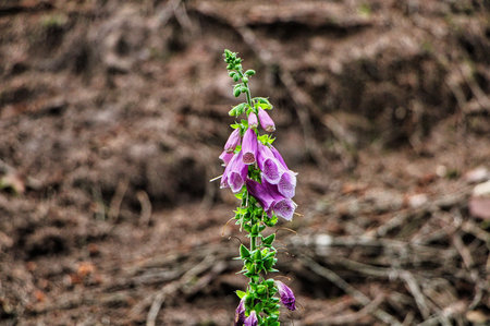 Lilac flowers with green leaves