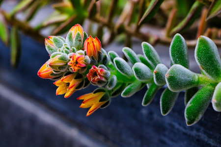 Orange flower with green leavesの写真素材