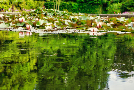 Water Lilies in the Rain