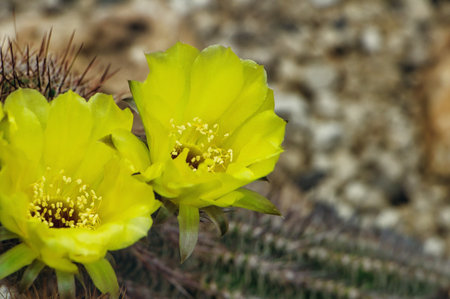 Green cactus with sharp spikesの写真素材