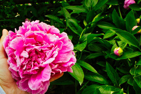 Pink flower with green leavesの写真素材