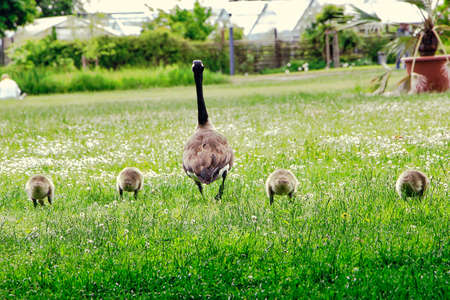 Small family of geese on a walkの写真素材
