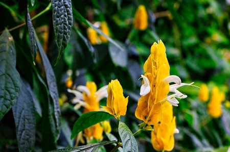 Yellow flowers with green leavesの写真素材
