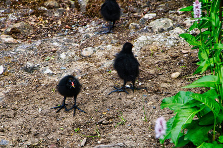 Little black cows with orange beaks
