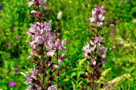 Colorful flowers with green leaves
