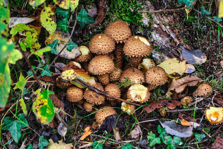 Small mushrooms in the forestの写真素材