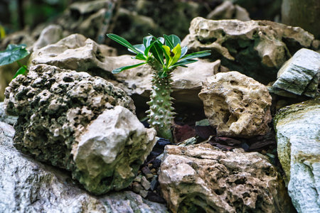 Small plant between stonesの写真素材