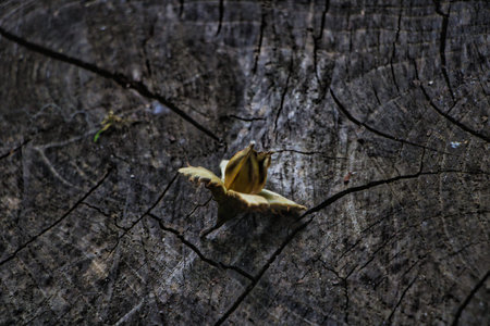 Small bud sprouting from a tree trunkの写真素材