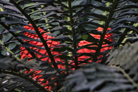 Red flowers behind dark leavesの写真素材