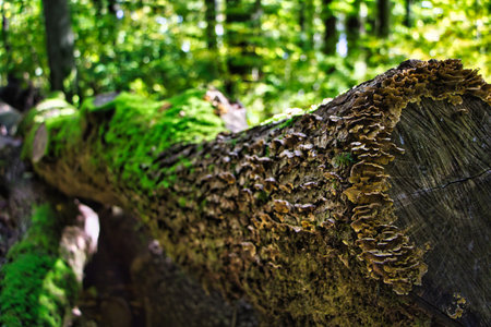 Old tree stump in the forest