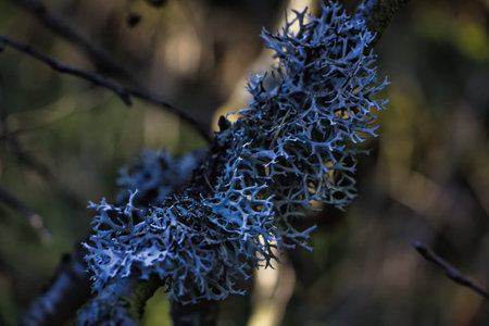 Colorful leaves with beautiful patternsの写真素材