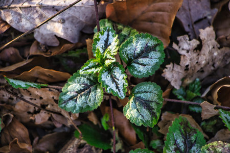 Green plant in the forestの写真素材