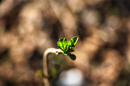 Green plant in the forestの写真素材