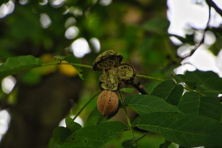 Hazelnut tree with hazelnuts