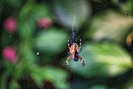Little spider in her webの写真素材