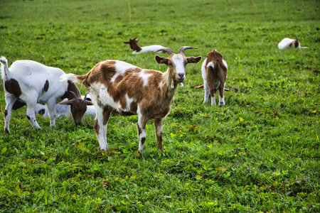 Little goats in the pastureの写真素材