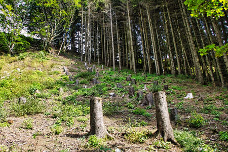 Views of the mountains and the forestの写真素材
