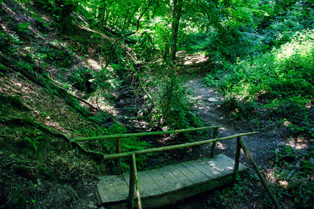Small bridge in the forestの写真素材