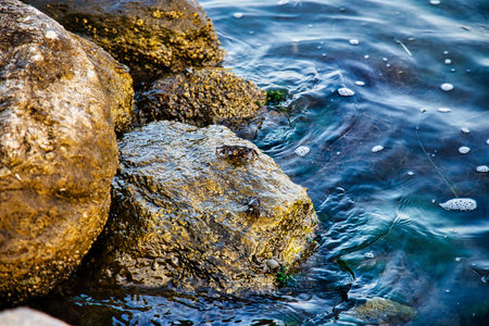 Small crab on a stone by the sea, Greece