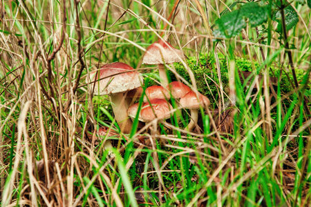 Small brown mushrooms on the forest floor