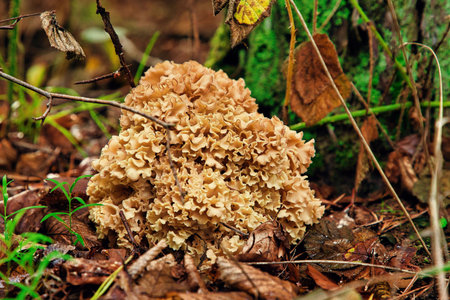 Mushrooms on the ground in the forest, close-up