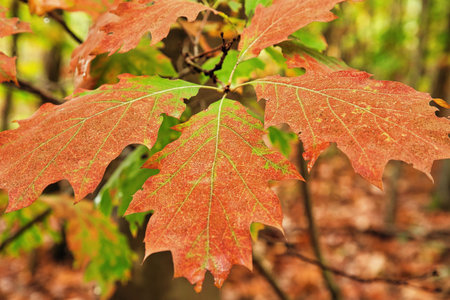 Red leaves on a tree