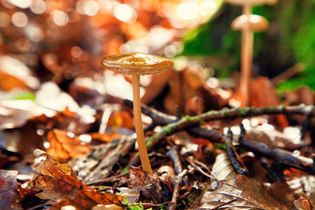 Small mushroom on the forest floorの写真素材