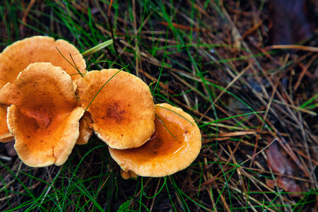 Mushrooms on the ground in the forest. Mushroom picking.の写真素材