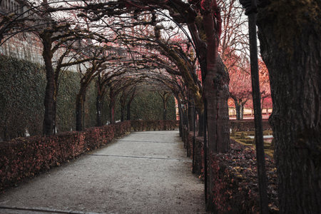 The alley in the park in autumn, with trees in the foregroundの写真素材
