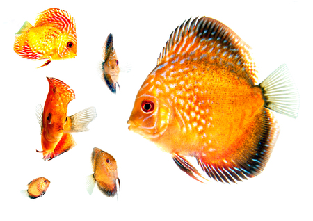Group of Gold Fish at Different Angles swimming cutout on pure white backgroundの写真素材