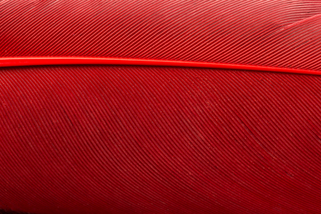 Bright red feather textured up close.の写真素材