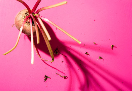 A single beetroot on a pink background with strong shadows