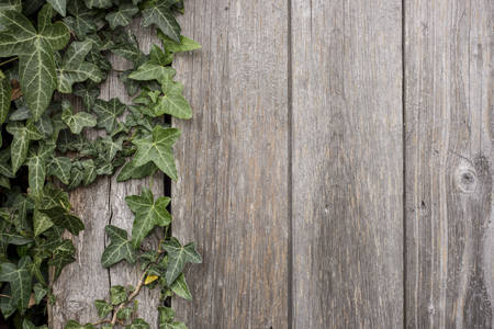 Aged and weathered wooden panels with ivy growing down one sideの写真素材