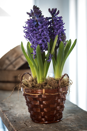 purple flowers in a wicker basket on a benchの写真素材