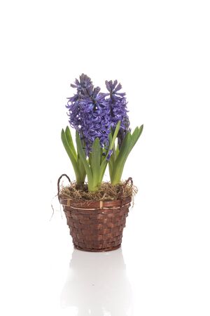 purple flowers in a wicker basket with a white backgroundの写真素材