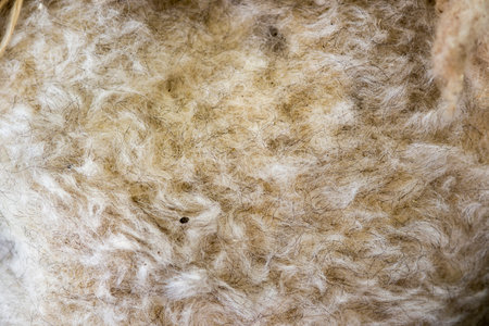Close up of a sheep fleece