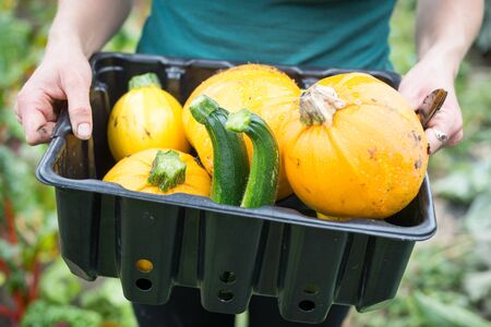 Shot of a woman's hands carrying a black plastic tray of courgette and yellow ball squash, against a blurred background of greenery.の写真素材