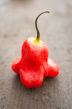 Still life photo of a single Red Bishops Crown chilli on a weathered wooden board shot from a 3/4 angleの写真素材