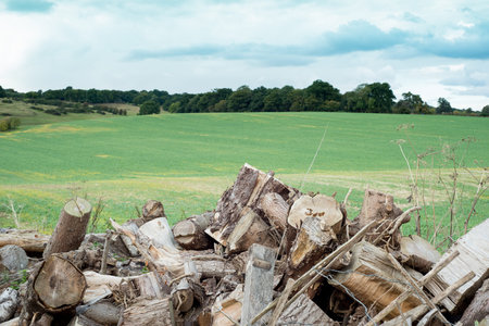 Chunks of dry firewood with green meadow in the backgroundの写真素材