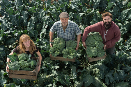 People carrying crates of broccoli in a broccoli plantationの写真素材