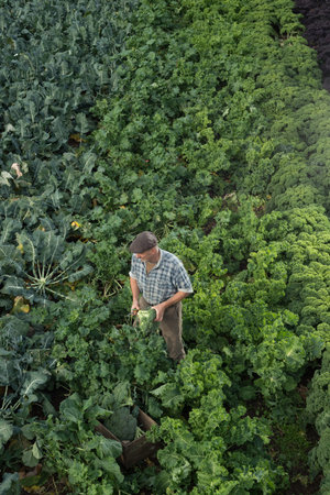 Man holding a head of broccoli in the middle of a kale field