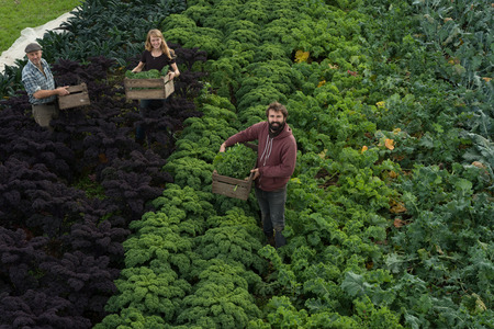 Two men and a woman each holding a wooden crate with kale yield and standing in a wide kale plantationの写真素材