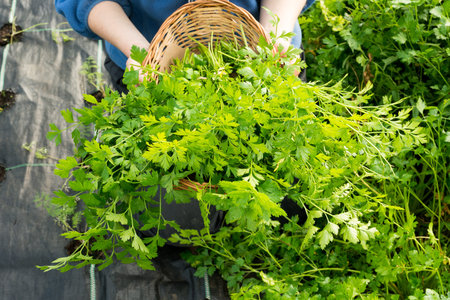 Bundles of parsley in a wicker basket with farmers hands in background