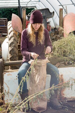 Woman sitting and harvesting dried herbs and storing them into a huge paper bagの写真素材