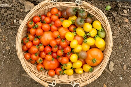 A large wicker basket sits on the soil, filled with different sized brightly coloured organic tomatoes. Orange, red, yellow and green baby tomatoes sit alongside larger produce.の写真素材