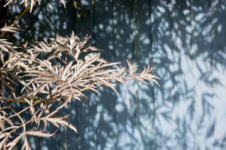 Dry, brittle looking leaves on a bush in strong sunlight cast a shadow pattern onto a pale ble wood pannelled fance in the backgroundの写真素材