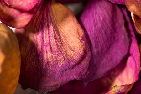 Semi dried red and orange rose petals fill the frame to create a background image shot very closeの写真素材