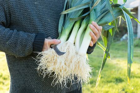 Hands holding a bundle of leeks and a knifeの写真素材