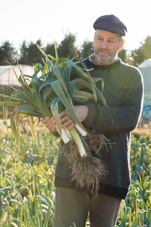 Man holding a bunch of uprooted ripe leeks in a farm on a bright sunny dayの写真素材
