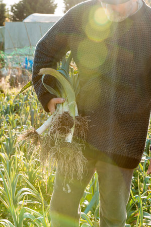 Man holding a bundle of newly-pulled leeks with lens flare